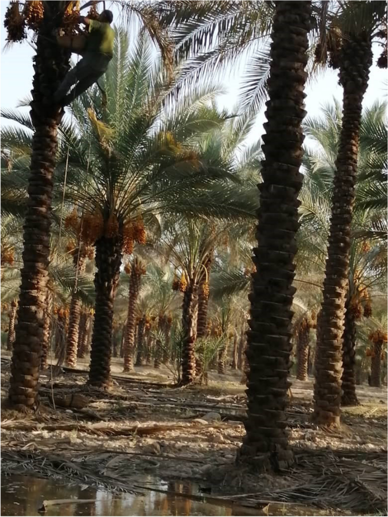 نخلستان های خوزستان